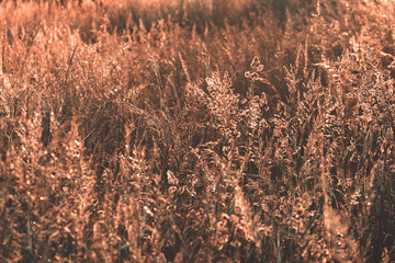 Brown grassland with sunset light