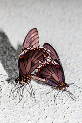 Fototapeta na wymiar Mundo Macro borboletas