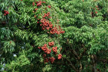 Ripe lychee fruits on tree.