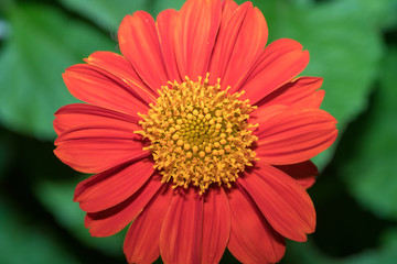 Close up Argyranthemum frutescens red flower