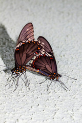 Fototapeta na wymiar Mundo Macro borboletas
