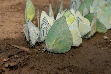 Group of butterfly ,Green butterfly.