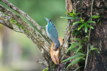 bird blue animal wildlife