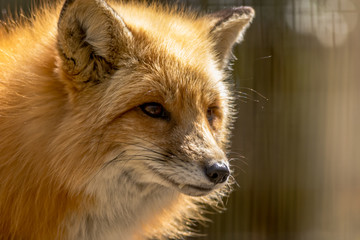 Red Fox (Vulpes vulpes) close-up (in captivity) in soft light
