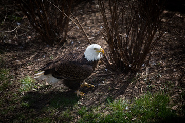 Bald Eagle