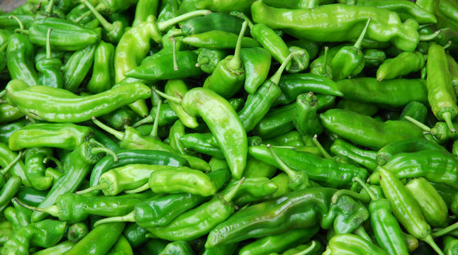Fresh green pepper pile in harvest season