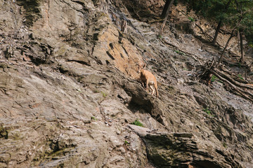 A young Caucasian mountain goat in a natural habitat overcomes the mountains. Survival of the animal in difficult natural conditions.