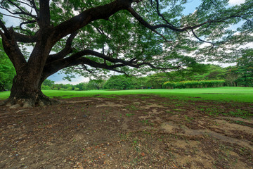 Beautiful Albizia saman tree, landscape in park with green grass field.