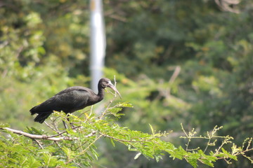 Aves e outros