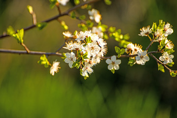 Blackthorn blossom in spring
