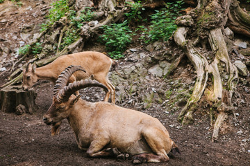 The Caucasian mountain goat with huge horns in a natural habitat lies on the rocks in the mountains. Wild animal. Nearby is another young mountain goat who is looking for food.