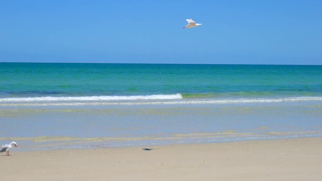 4k beautiful golden sand beach, taken at Tennyson, South Australia, with sea gulls and a South Australian sea hawk flying low, handheld panning.