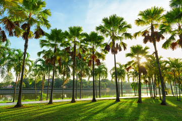 Fototapeta na wymiar Beautiful landscape in park with palm tree and green grass field at morning.