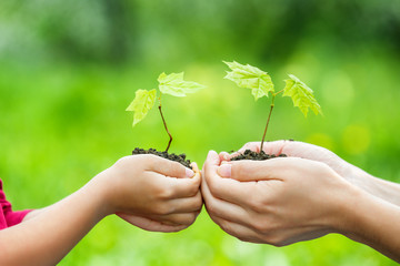 Adult and child holding little green plant in hands. Ecology concept