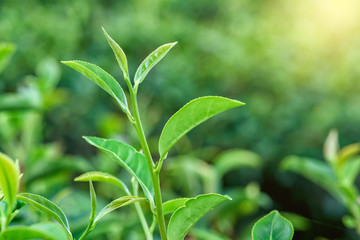 Obraz premium Fresh tea leafs in plantation.