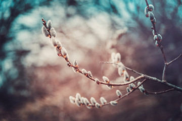 A branch of willow in the spring on a brown background.