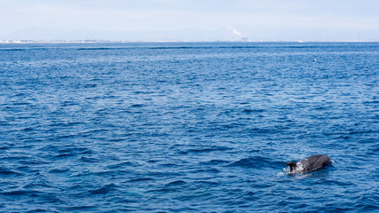 Fototapeta premium Dolphin swimming in open ocean waters near Ventura coast, Southern California