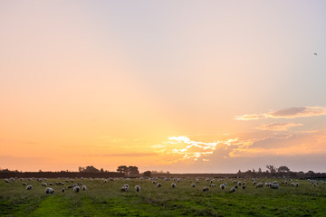 Fototapeta na wymiar New zealand agriculture. sheep and grassland growing in the rural area. sunset with warm light and blue sky scene.