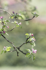 Pink buds on apple tree branch.