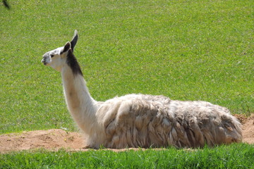 Fototapeta premium Fauna