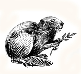 Beaver with a tree branch. Ink black and white drawing © berdsigns