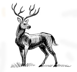 Ink black and white drawing of a wild deer