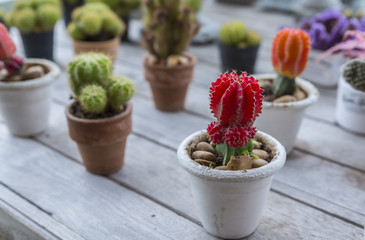 Various beautiful cactus plants in small pot
