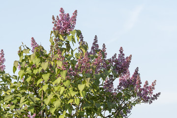 Flower of purple lilac with green leaves.