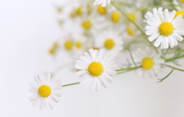 Fototapeta premium カモミールの花、白バック