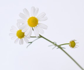 カモミールの花、クローズアップ、白バック