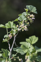 Flowering blackcurrant on a twig.