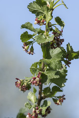Flowering blackcurrant on a twig.