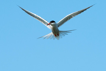 Common tern (Sterna hirundo)