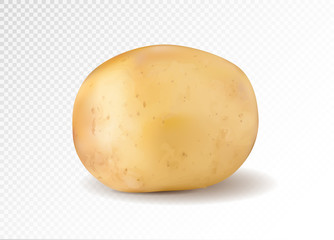 Realistic potato, 3d vector illustration