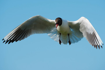 Black Headed Gull (Chroicocephalus ridibundus)