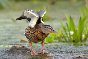 Mallard Duck (Anas platyrhynchos)