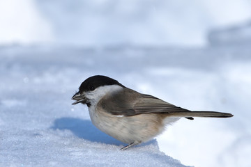Marsh Tit (Poecile palustris)