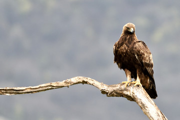 Golden Eagle on a Branch