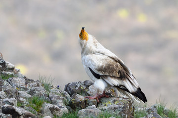Egyptian Vulture on a Rock, into the Mountains
