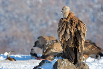 Griffon Vulture Resting on a Rock, in Mountains, in Winter