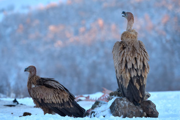 Griffon Vulture Resting on a Rock, in Mountains, in Winter