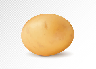 Realistic potato, 3d vector illustration
