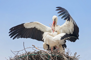 White storks in love game