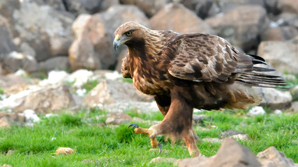 Golden Eagle Walking on a meadow