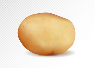 Realistic potato, 3d vector illustration