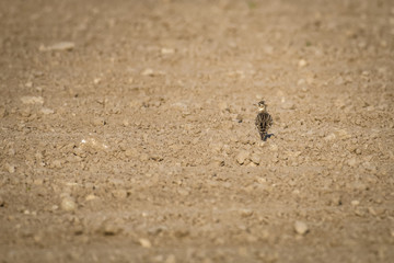 European skylark standing in a field