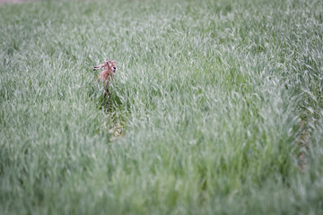 European brown hare hiding in a field