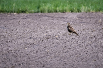 European buzzard sitting in a field