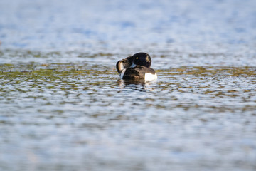 Tufted duck on a lake