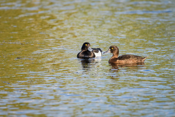Tufted duck on a lake